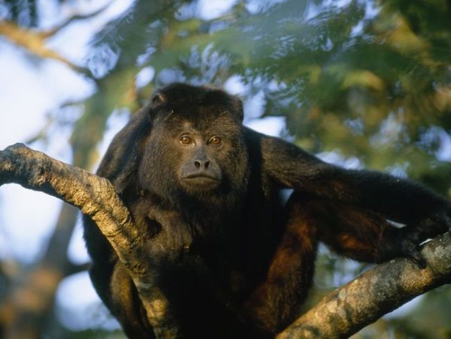 Howler Monkey Chabil Mar Belize Resort