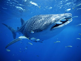 Whale shark diving