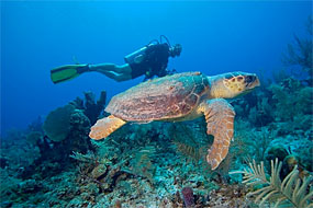 diver turtle