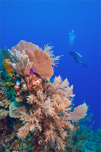 Diving Laughing Bird Caye