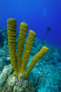 Diving Laughing Bird Caye