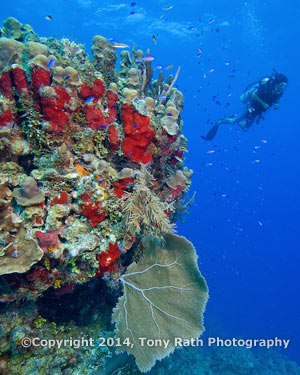 Diving the Belize Barrier Reef