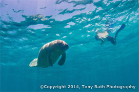 tourist snorkeling with manatee