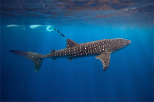 whale shark01