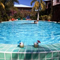 phoca thumb m olivera rusu photography dolphin pool drinks with umbrellas