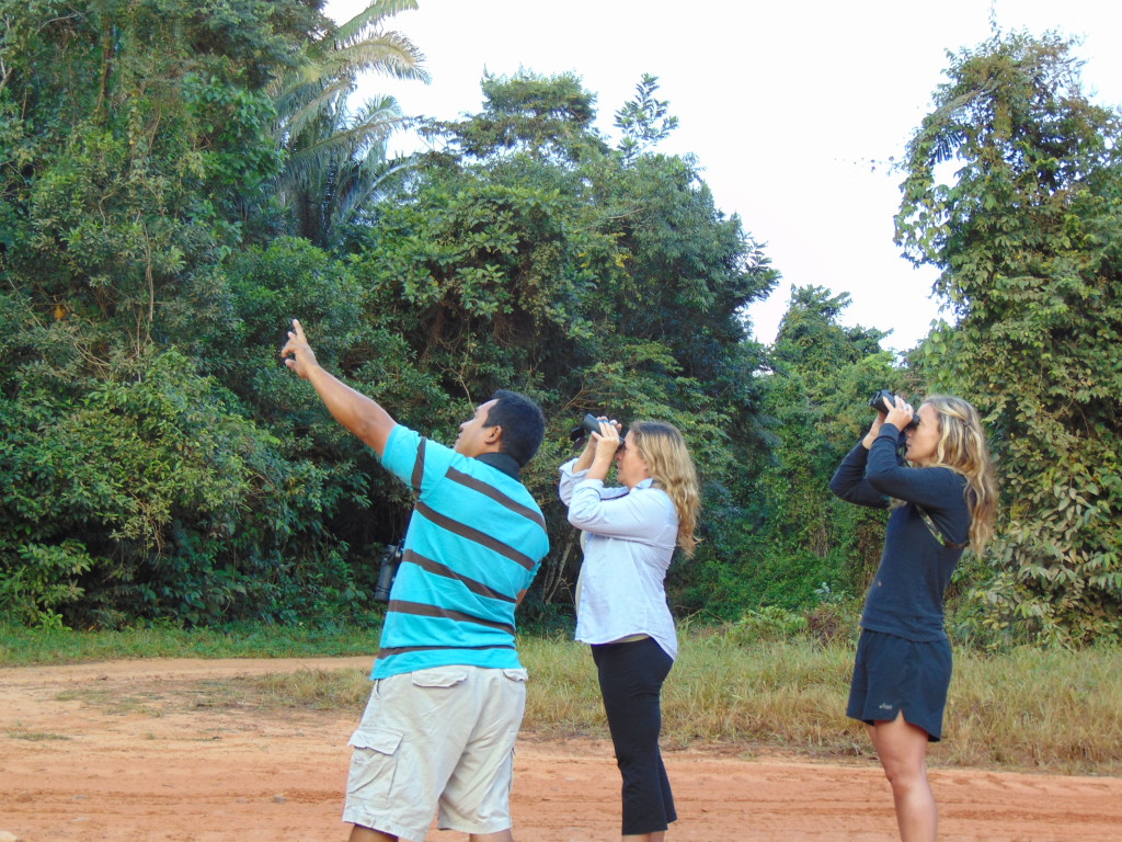 birding in Placencia Belize