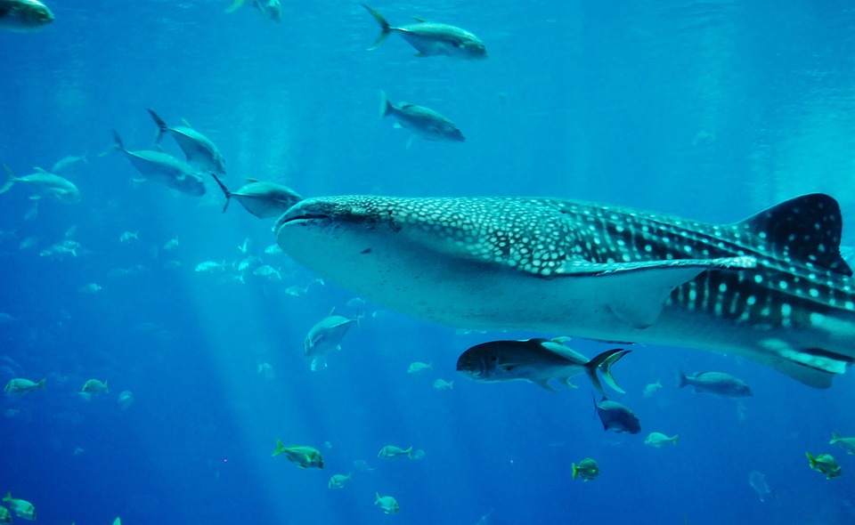 Snorkel with Whale Sharks, Stingrays and Manatees in Placencia, Belize