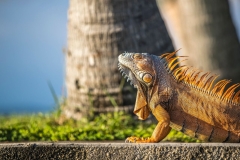 Iguana Love - Chabil Mar Resort Belize