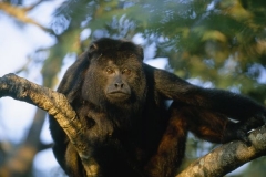 Monkey River Adventure and Howler Monkey Interaction