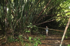 Jungle Bamboo