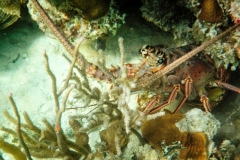 Lobsters are often seen by snorkelers. In season you can bag them!