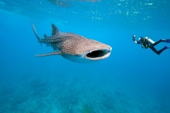 Only Place in the World - Whale Shark Diving - Placencia Belize