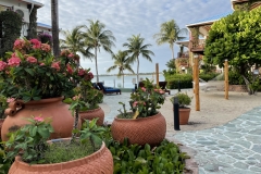 Passing by a display of potted Crown of Thorns on your way to the pools and beach at Chabil-Mar Resort Belize