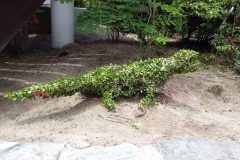 Topiaries at Chabil Mar are our Garden Manager's Delight