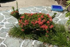 Lamb Topiary Chabil Mar Resort Belize