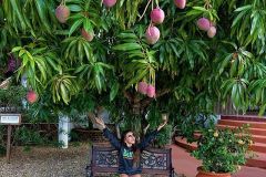 Mango Trees Bear Fruit 2x Per Year