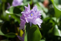 Orchid Purple - Chabil Mar Resort Belize