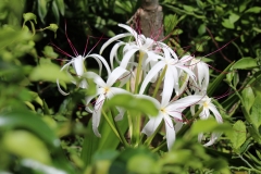 Orchid White - Chabil Mar Resort Belize