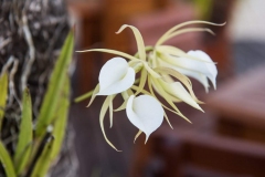 Orchid White - Chabil Mar Resort Belize