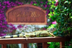 Exotic Belize - We Love our Resident Iguanas, Birds & Geckos