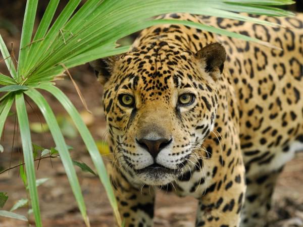 Belize-Jaguar