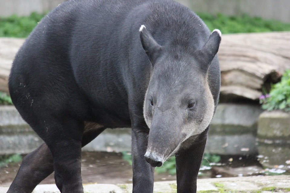 The Baird's Tapir, the National Animal of Belize