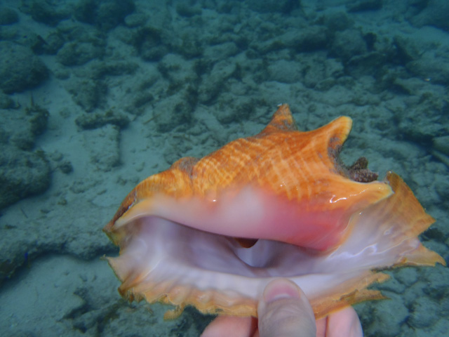 belize conch season