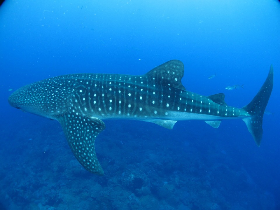 belize whale sharks