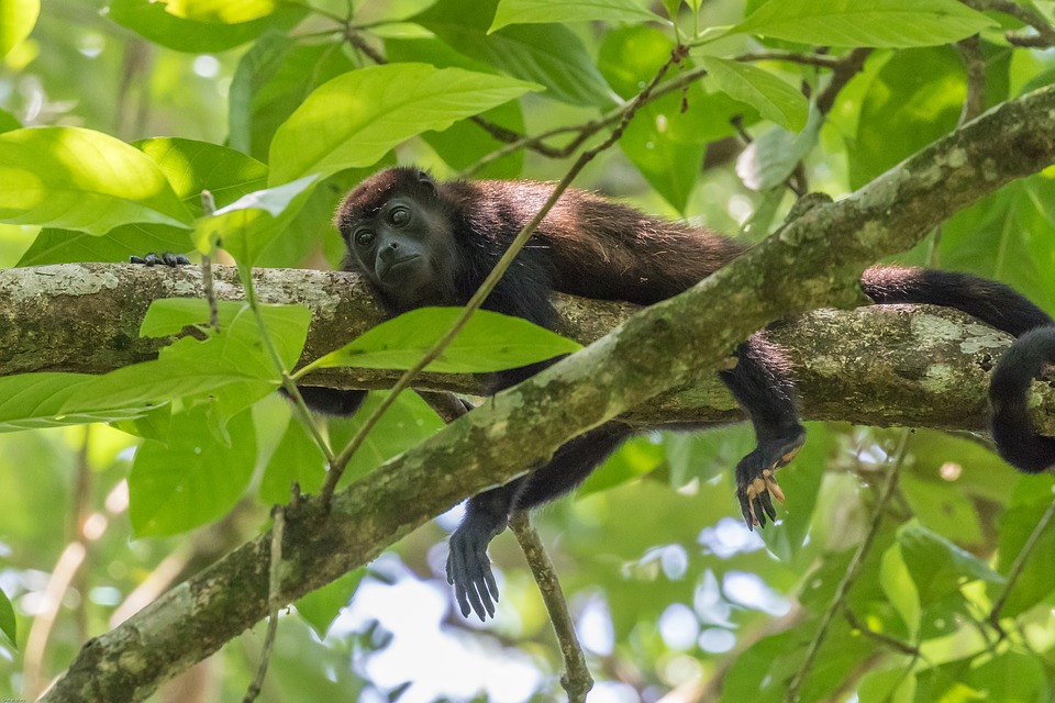 5 Things You Can’t Miss in Placencia Belize