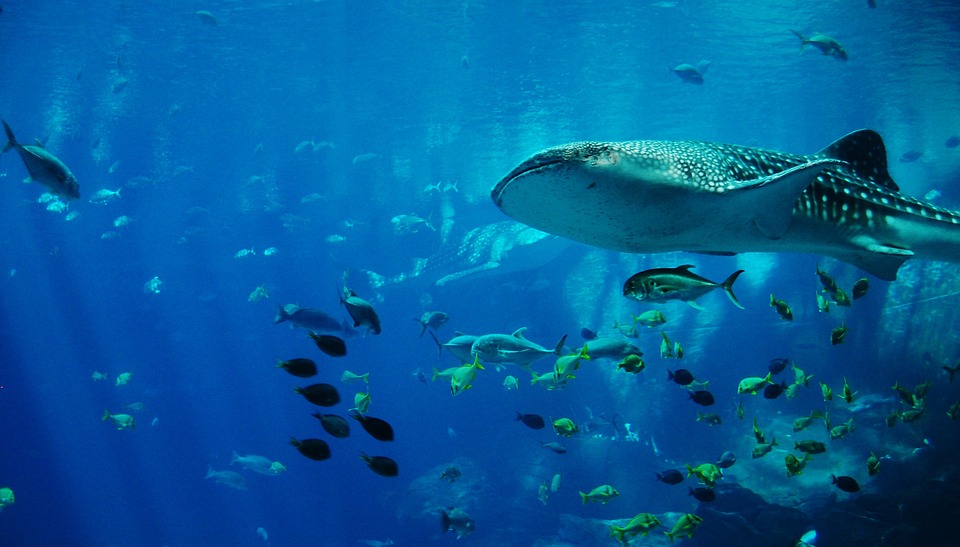 belize whale shark diving