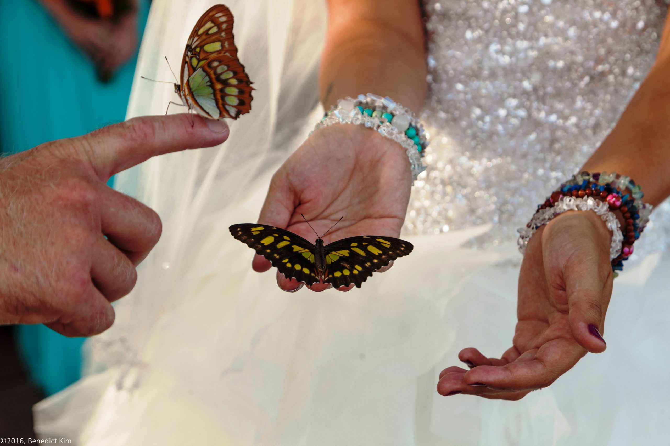 butterflies in belize