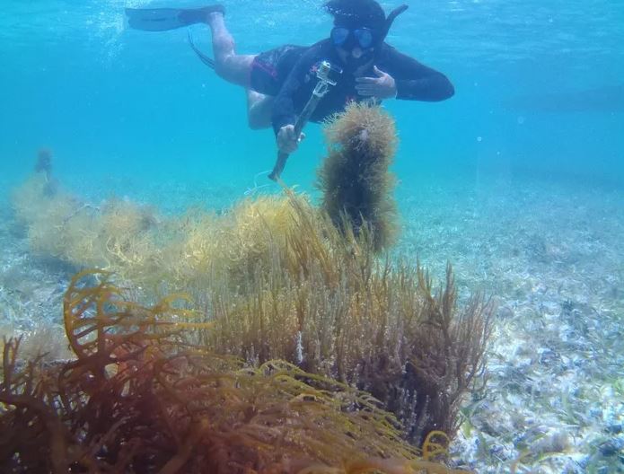 belize seaweed