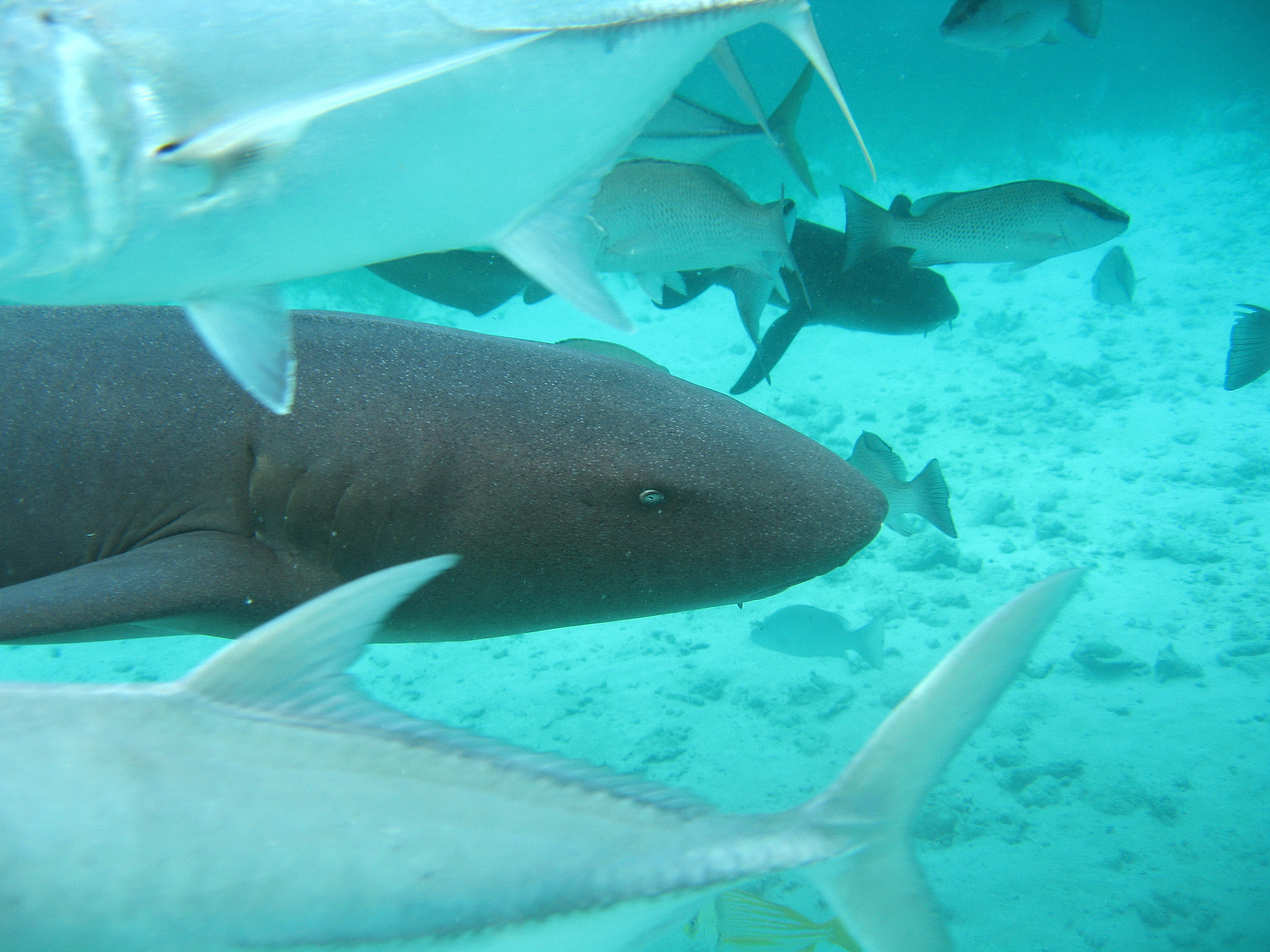 Belize underwater adventures