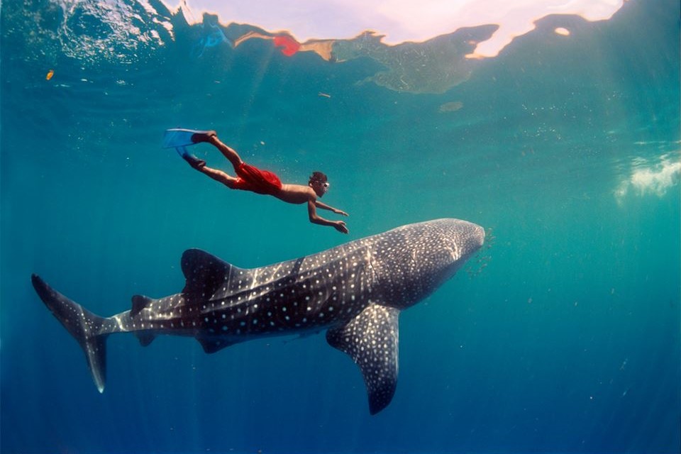 Whalesharks