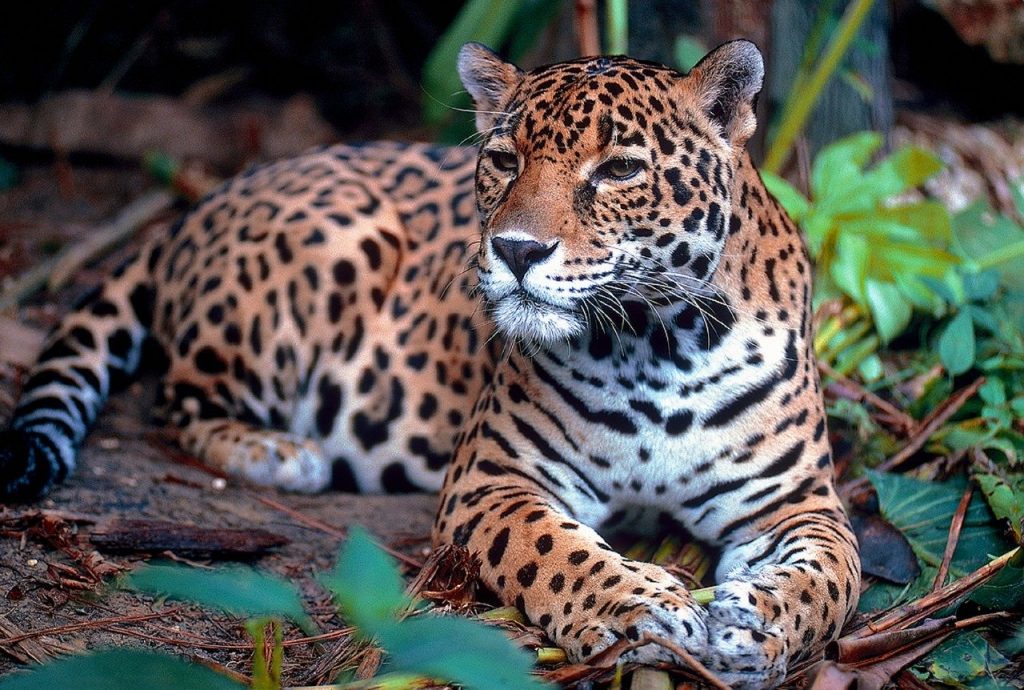 Belize Jaguars