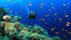 Take A Snorkeling And Scuba Diving Trip to Belize This Year!