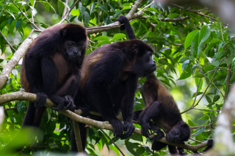 monkey river