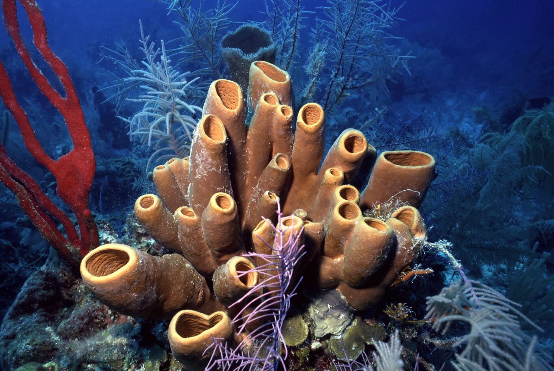 belize reef