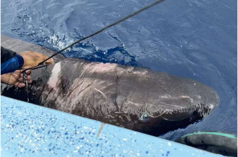 Greenland Shark Discovered in Belize