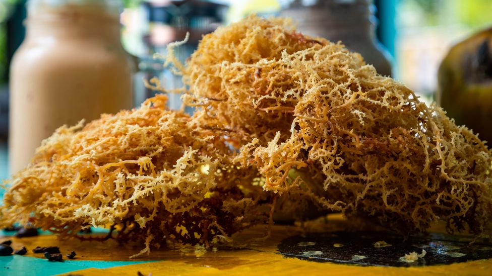 sea weed belize