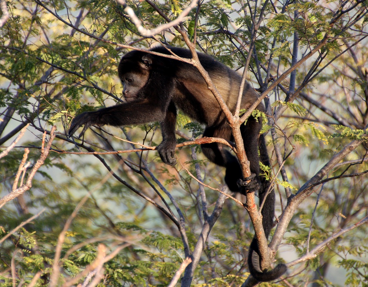 Visit Monkey River in Belize