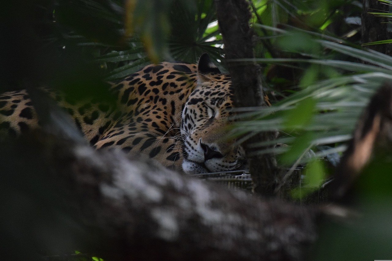 Belize Jungle Vacations