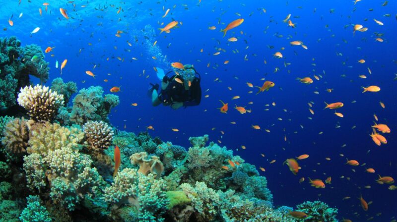 Belize Barrier Reef Diving: Your Summer Adventure Awaits