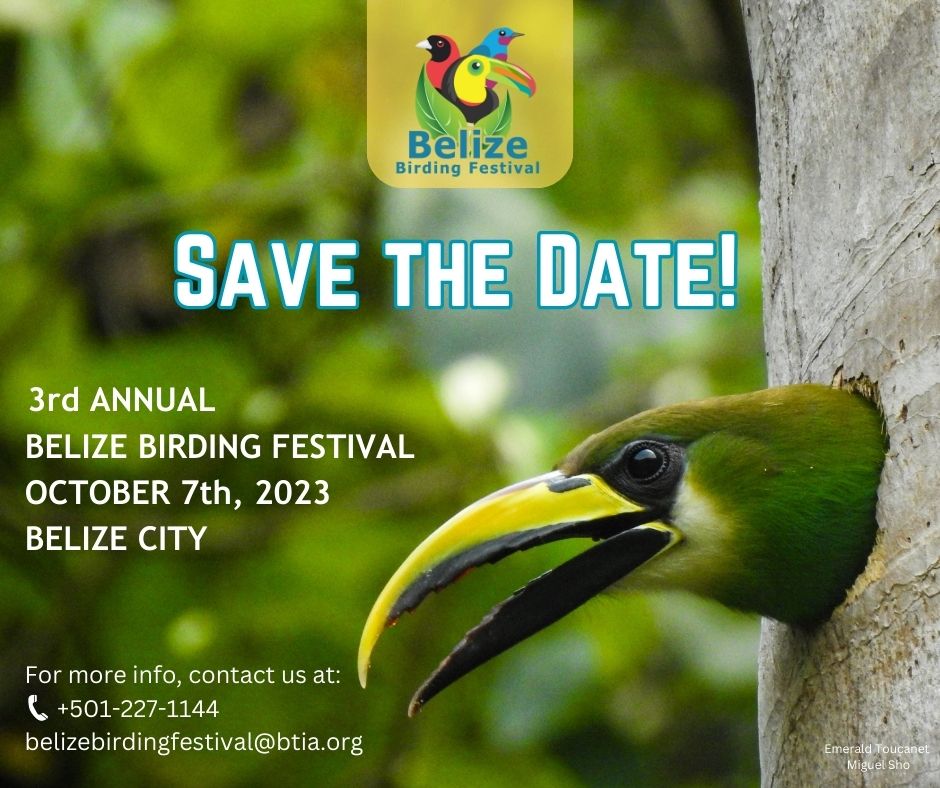 belize birding festival