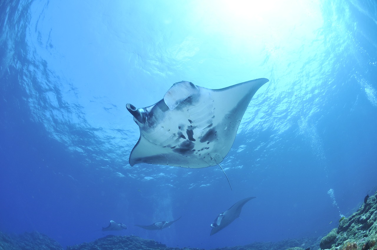 Belize Barrier Reef Diving