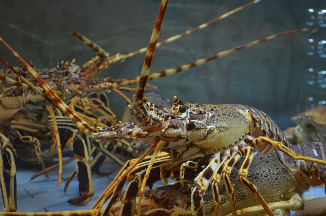 placencia belize lobsterfest