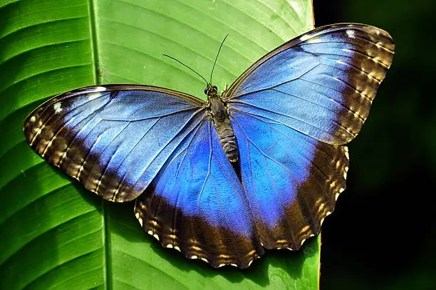 Blue Morpho Butterflies