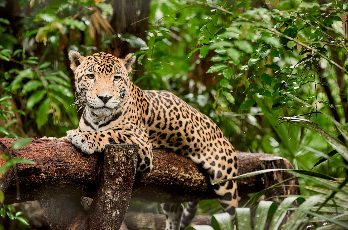 The Elusive Jaguar