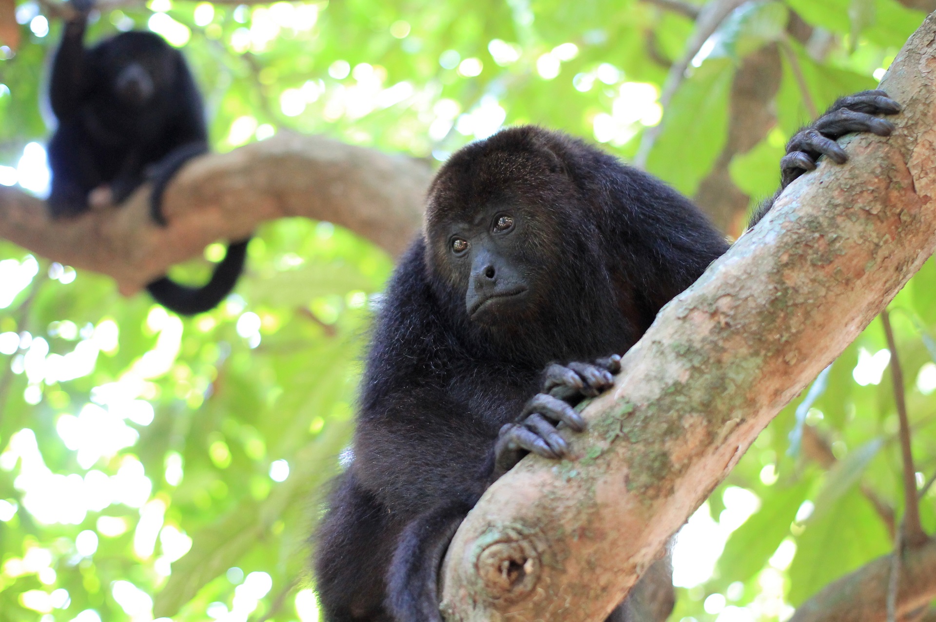 The Enigmatic Howler Monkeys