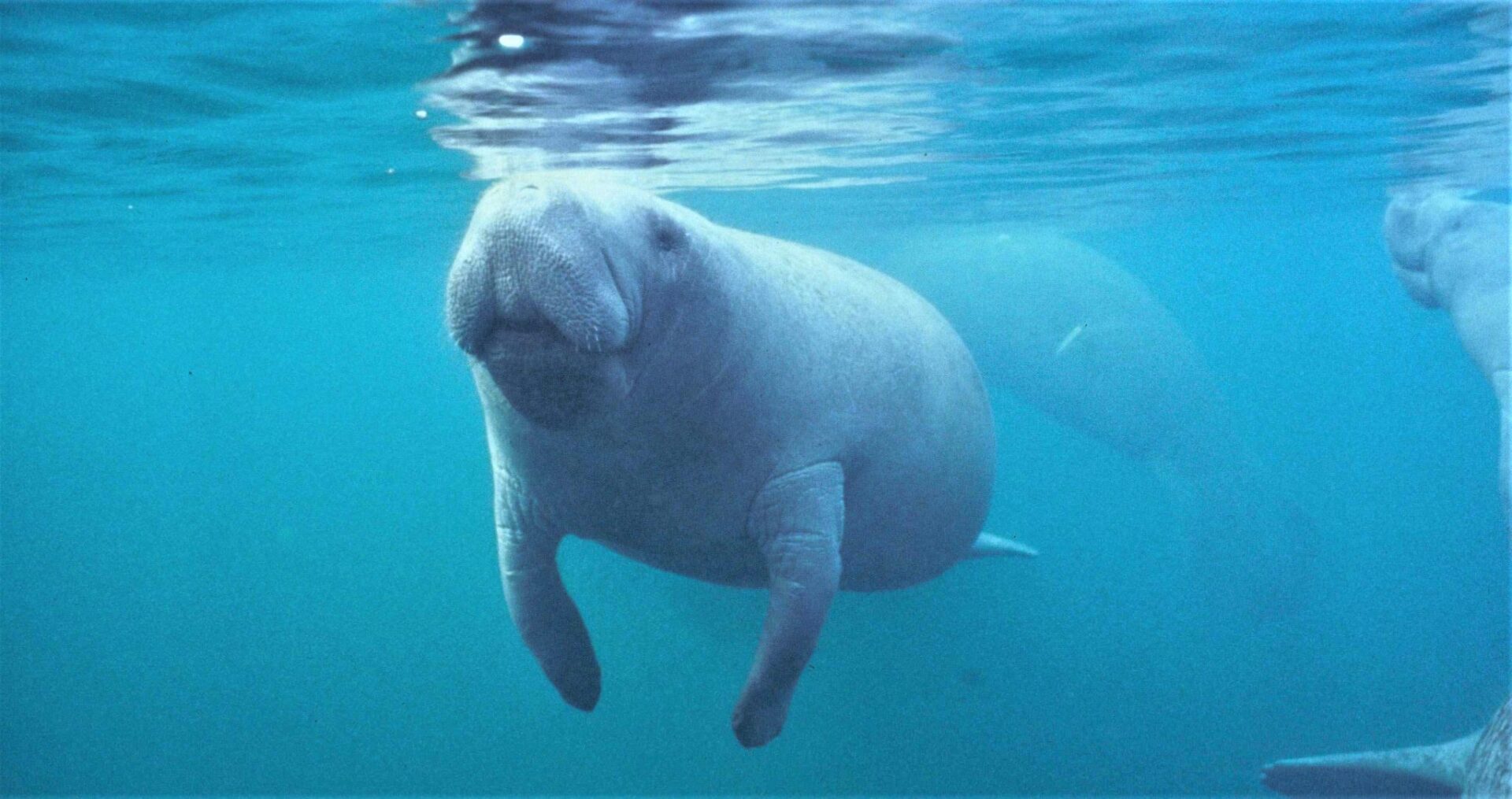 The Graceful Belizean Manatees